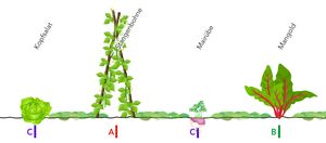 Culture associée en rangs selon Gertrud Franck