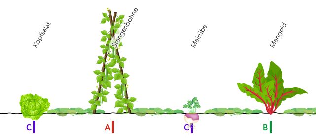 Extract from the grove.eco bed planner for row companion planting by Gertrud Franck