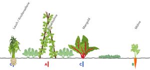 Culture associée en rangs selon la famille Langerhorst