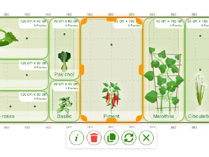 Une planche libre dans grove, plantée en vue de dessus