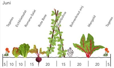 Ausschnitt eines Beetplans für Reihenmischkultur, erstellt mit grove.eco