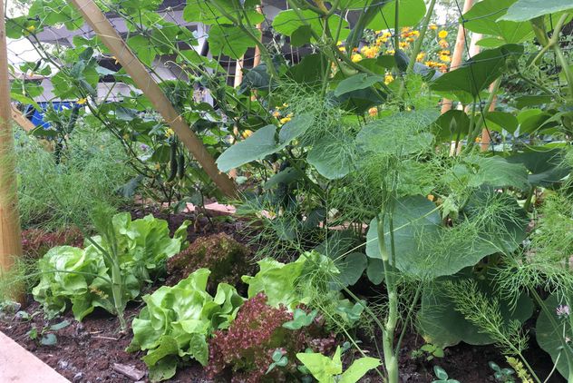 Culture associée avec concombres, courges, laitue et aneth