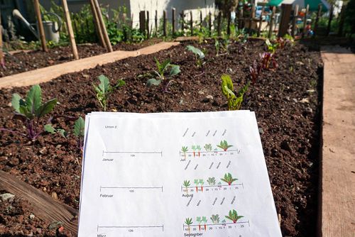Row companion planting with bed plan