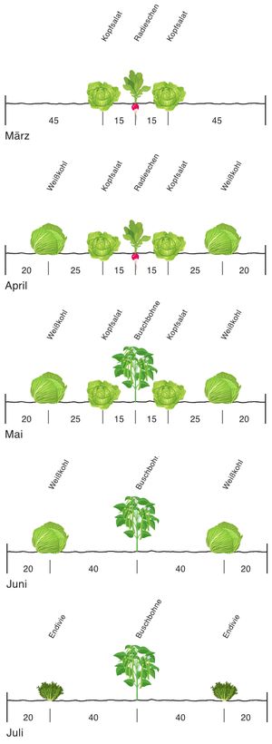 Bed plan for row companion planting based on an example by Sister Christa Weinrich. Created with grove.eco