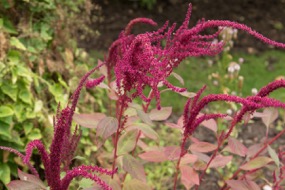 Amaranth