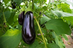 Aubergine