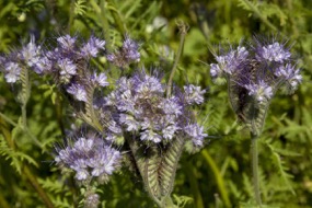 Phacelia Phacelia
