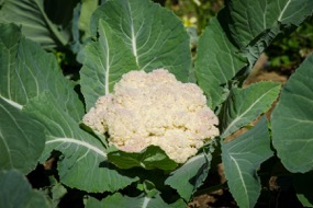 Cauliflower