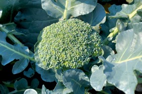 Broccoli