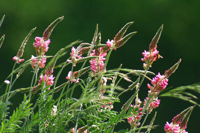 Sainfoin