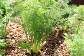 Fenchel