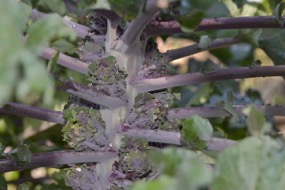 Flower Sprouts