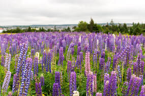 Lupine Lupine