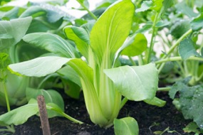 Pak Choi