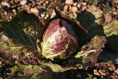 Radicchio