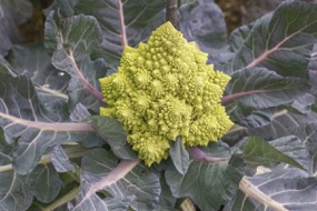 Romanesco Romanesco