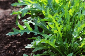 Rucola Rucola