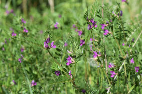 Sommerwicke Sommerwicke