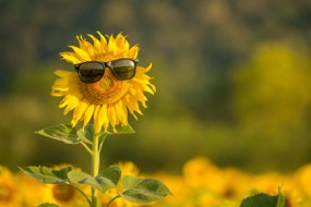 Sonnenblume