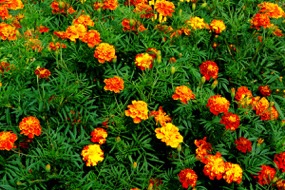 Tagetes Tagetes