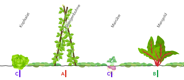 Ausschnitt aus dem Beetplaner grove.eco für Reihenmischkultur nach Gertrud Franck