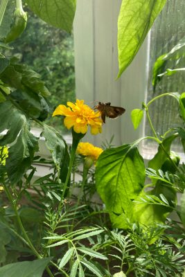 Schmetterling im Gewächshaus