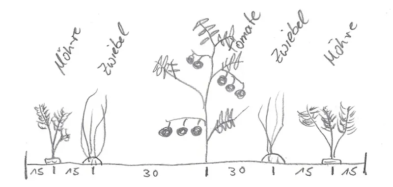 Zeichnung eines Beets von der Seite