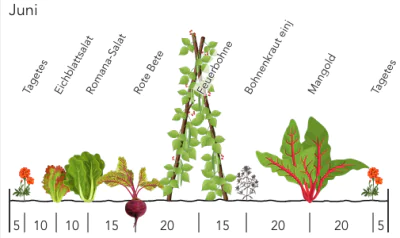 Ausschnitt eines Beetplans für Reihenmischkultur, erstellt mit grove.eco