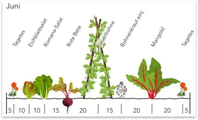 Ausschnit eines Beetplans für Reihenmischkultur, erstellt mit grove.eco