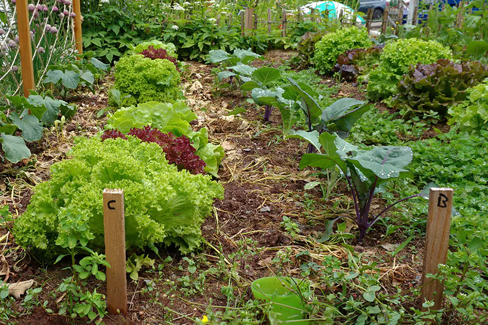 Reihenmischkultur nach Familie Langerhorst