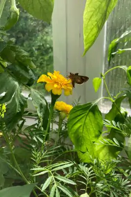 Schmetterling im Gewächshaus